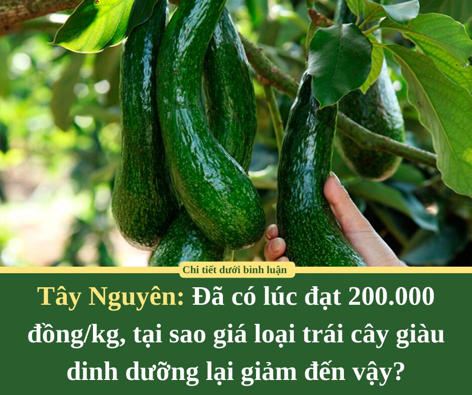 Đã có lúc đạt 200.000 đồng/kg, tại sao giá loại trái cây giàu dinh dưỡng ở Tây Nguyên lại giảm đến vậy?