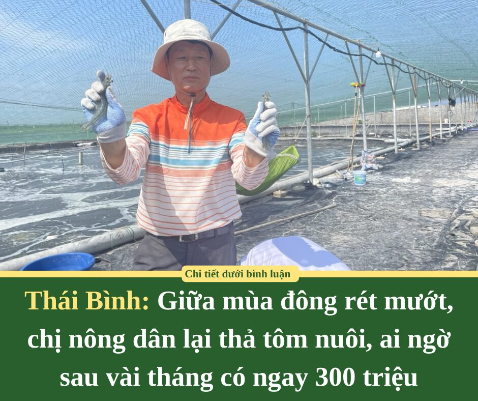 Giữa mùa đông rét mướt, chị nông dân Thái Bình lại thả tôm nuôi, ai ngờ sau vài tháng có ngay 300 triệu