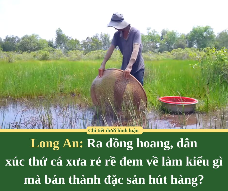 Ra đồng hoang ở Long An, dân xúc thứ cá xưa rẻ rề đem về làm kiểu gì mà bán thành đặc sản hút hàng?