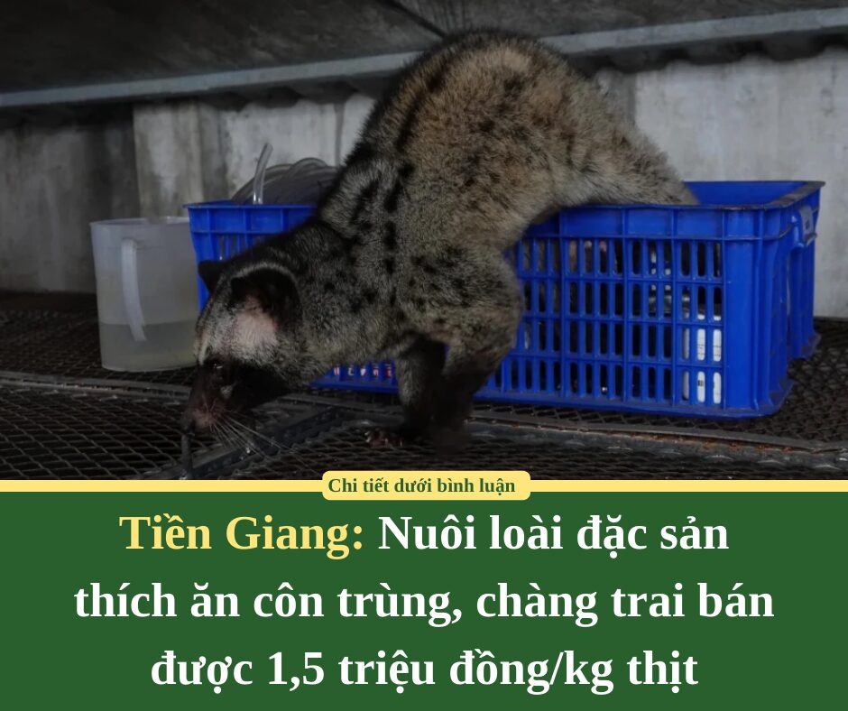 Nuôi loài đặc sản thích ăn côn trùng, chàng trai Tiền Giang bán được 1,5 triệu đồng/kg thịt