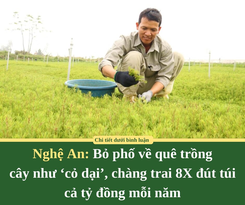 Bỏ phố về quê trồng cây như ‘cỏ dại’, chàng trai 8X đút túi cả tỷ đồng mỗi năm