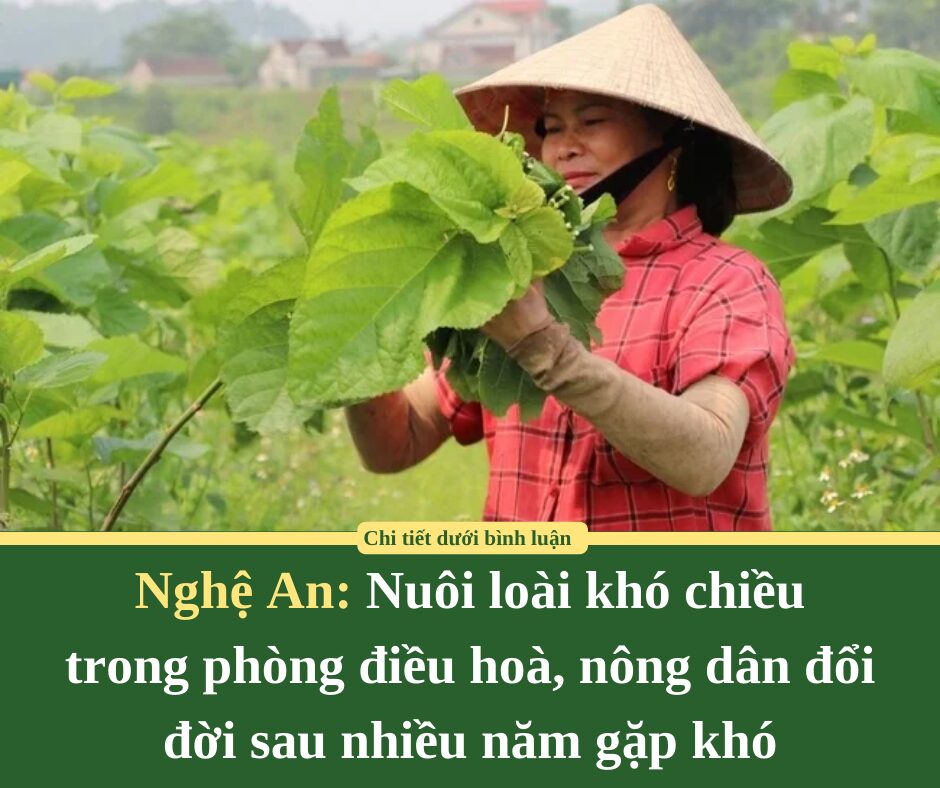 Nuôi loài khó chiều trong phòng điều hoà, nông dân Nghệ An đổi đời sau nhiều năm gặp khó