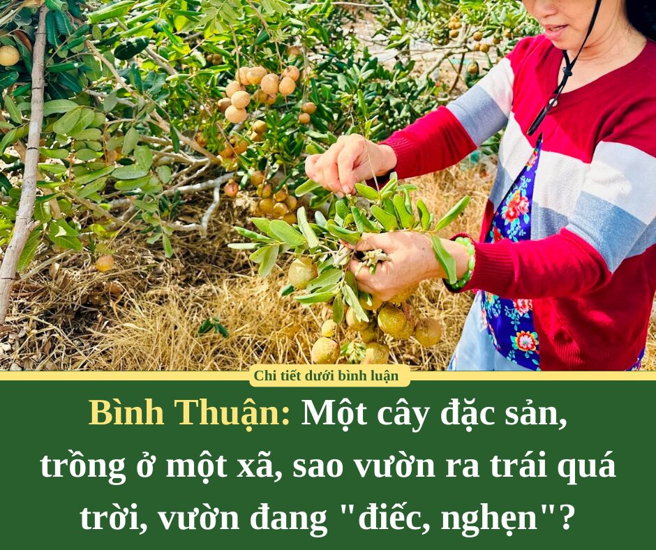 Một cây đặc sản, trồng ở một xã của Bình Thuận, sao vườn ra trái quá trời, vườn đang “điếc, nghẹn”?