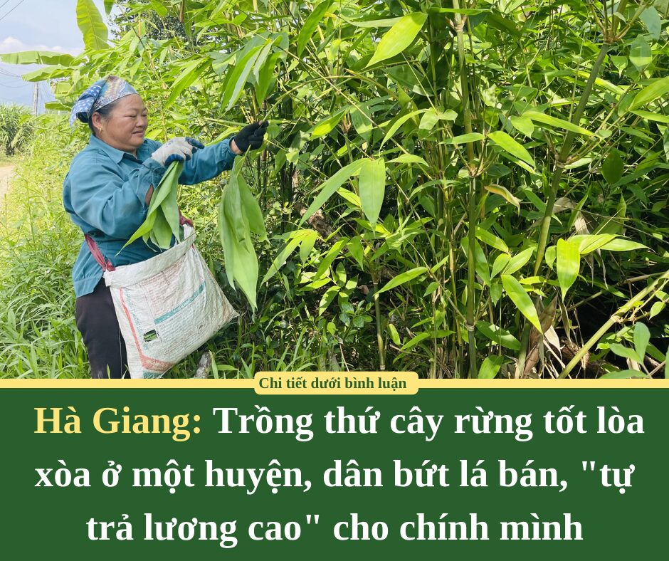 Trồng thứ cây rừng tốt lòa xòa ở một huyện của Hà Giang, dân bứt lá bán, “tự trả lương cao” cho chính mình