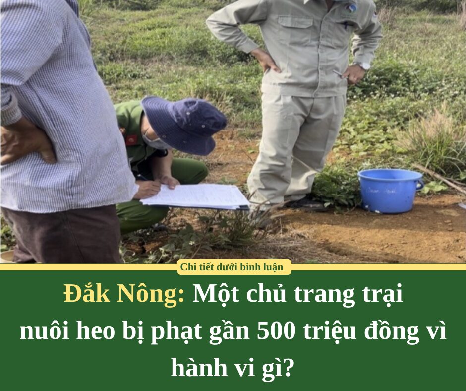 Một chủ trang trại nuôi heo ở Đắk Nông bị phạt gần 500 triệu đồng vì hành vi gì?