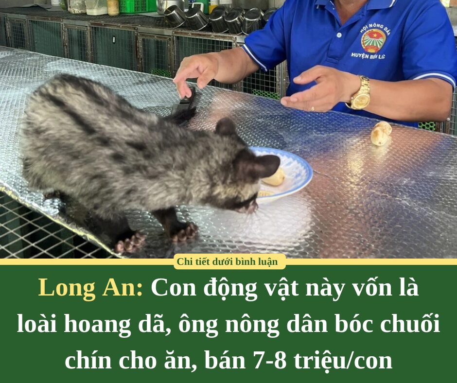 Con động vật này vốn là loài hoang dã, ông nông dân Long An bóc chuối chín cho ăn, bán 7-8 triệu/con