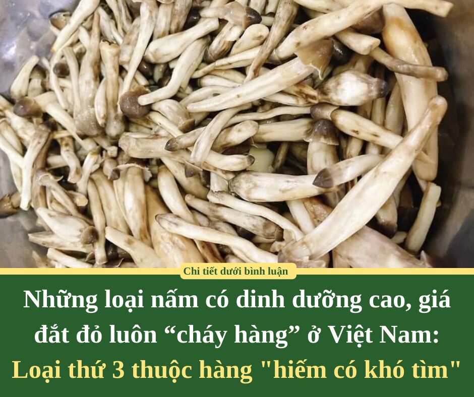 Những loại nấm có dinh dưỡng cao, giá đắt đỏ luôn “cháy hàng” ở Việt Nam: Loại thứ 3 thuộc hàng “hiếm có khó tìm”