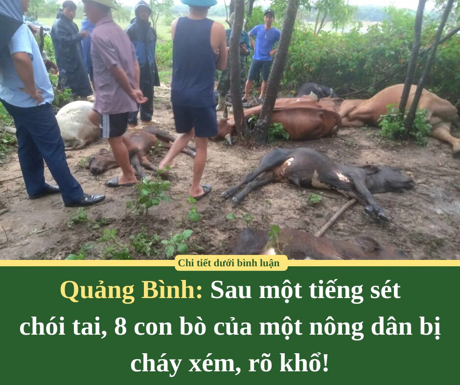 Sau một tiếng sét chói tai, 8 con bò của một nông dân Quảng Bình bị cháy xém, rõ khổ!