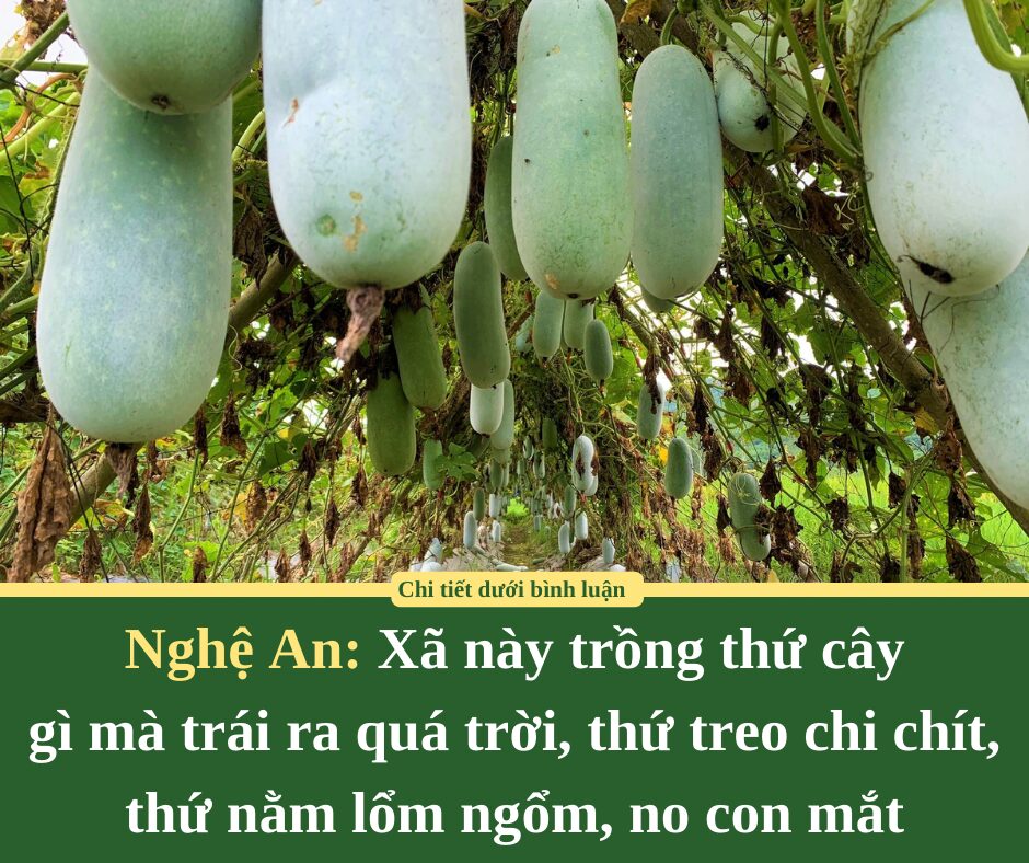 Xã này ở Nghệ An trồng thứ cây gì mà trái ra quá trời, thứ treo chi chít, thứ nằm lổm ngổm, no con mắt