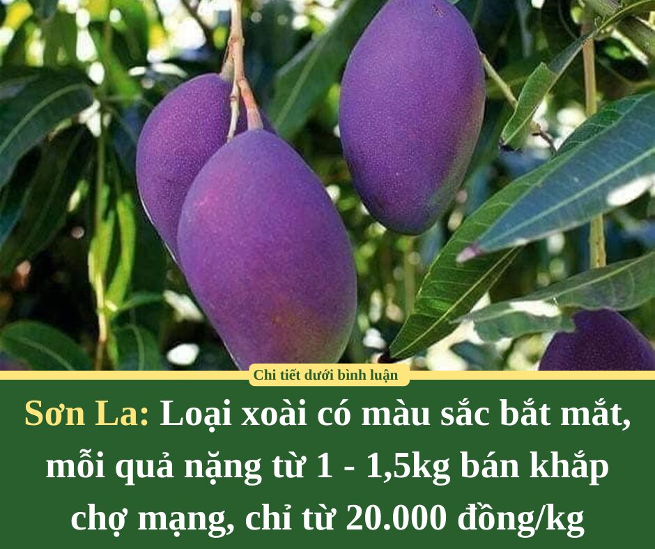 Loại xoài có màu sắc bắt mắt, mỗi quả nặng từ 1 – 1,5kg bán khắp chợ mạng, chỉ từ 20.000 đồng/kg