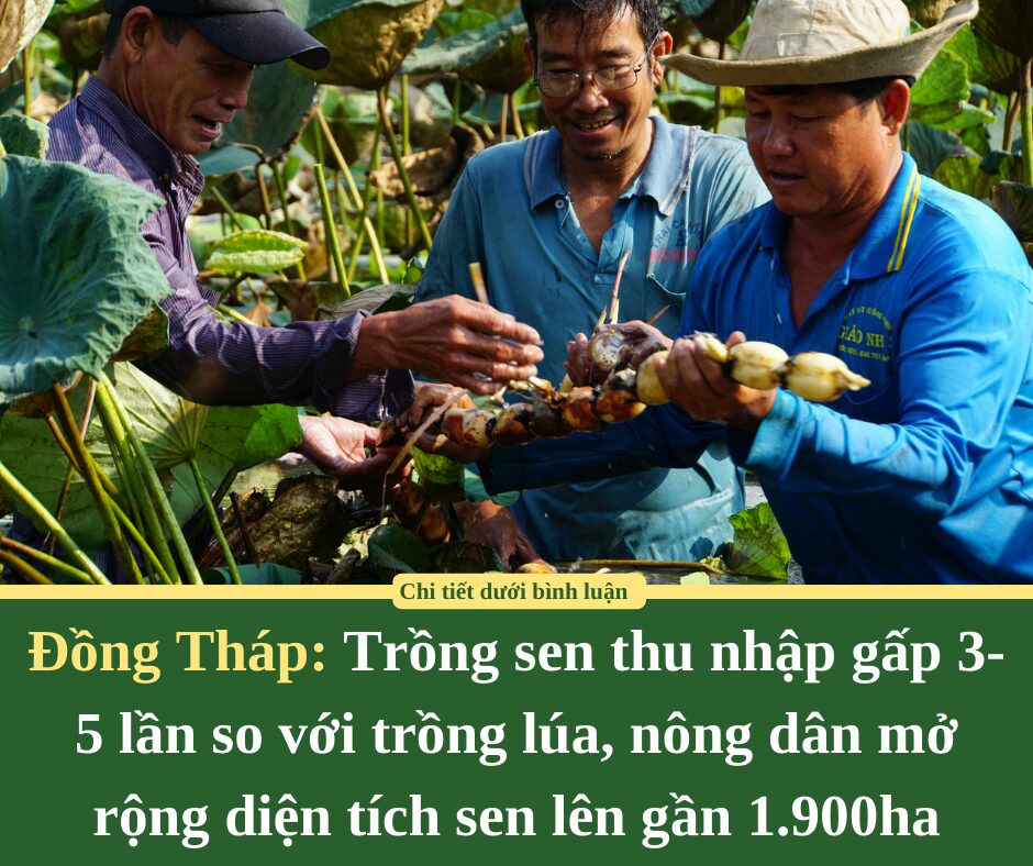 Trồng sen thu nhập gấp 3-5 lần so với trồng lúa, nông dân Đồng Tháp mở rộng diện tích sen lên gần 1.900ha