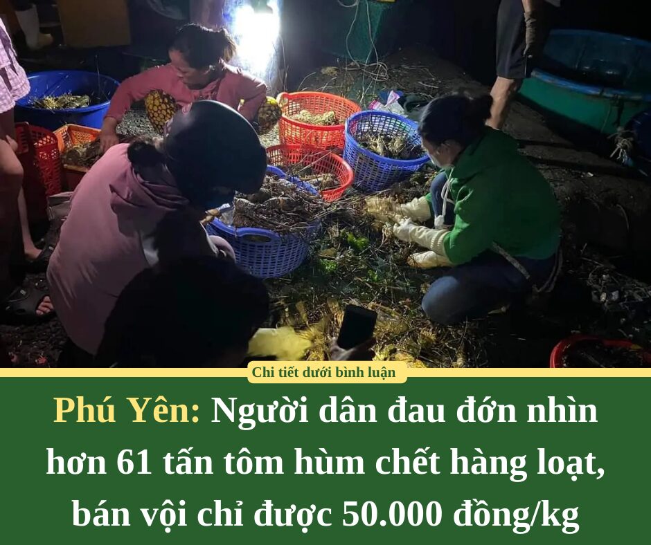 Người dân ở Phú Yên đau đớn nhìn hơn 61 tấn tôm hùm chết hàng loạt, bán vội chỉ được 50.000 đồng/kg