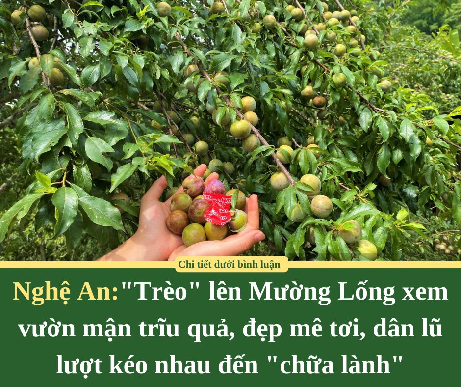 “Trèo” lên Mường Lống ở Nghệ An xem vườn mận trĩu quả, đẹp mê tơi, dân lũ lượt kéo nhau đến “chữa lành”