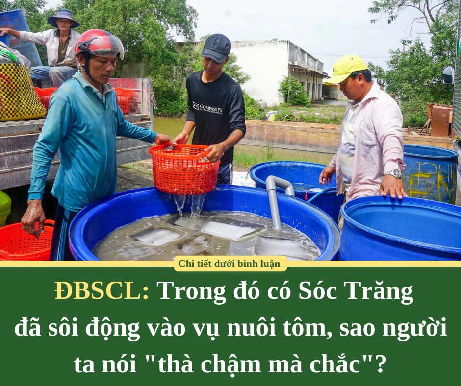 Ở ĐBSCL, trong đó có Sóc Trăng đã sôi động vào vụ nuôi tôm, sao người ta nói “thà chậm mà chắc”?