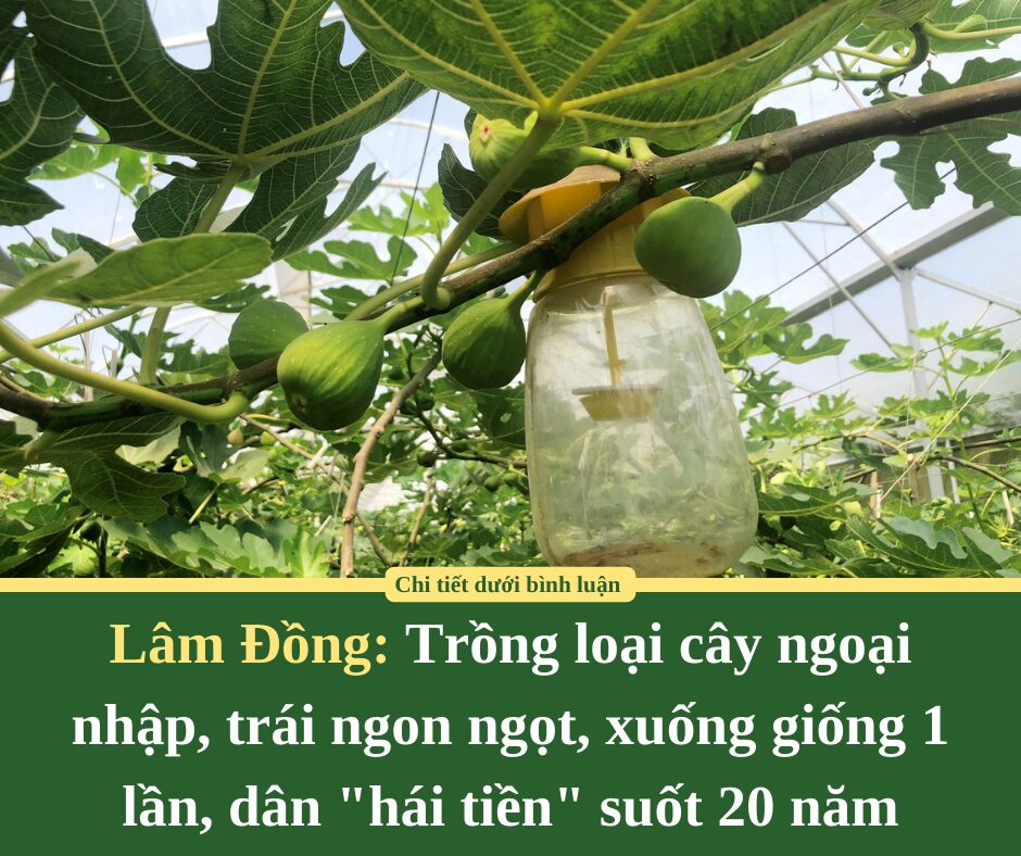 Trồng loại cây ngoại nhập, trái ngon ngọt, xuống giống 1 lần, dân Lâm Đồng “hái tiền” suốt 20 năm