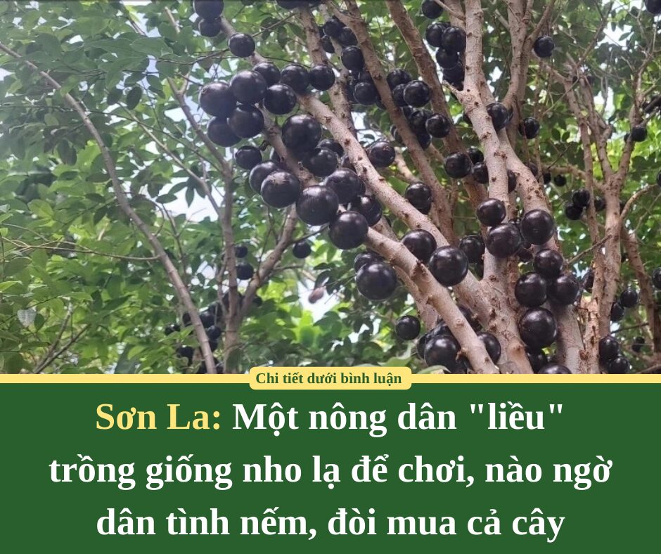 Một nông dân Sơn La “liều” trồng giống nho lạ để chơi, nào ngờ dân tình nếm, đòi mua cả cây