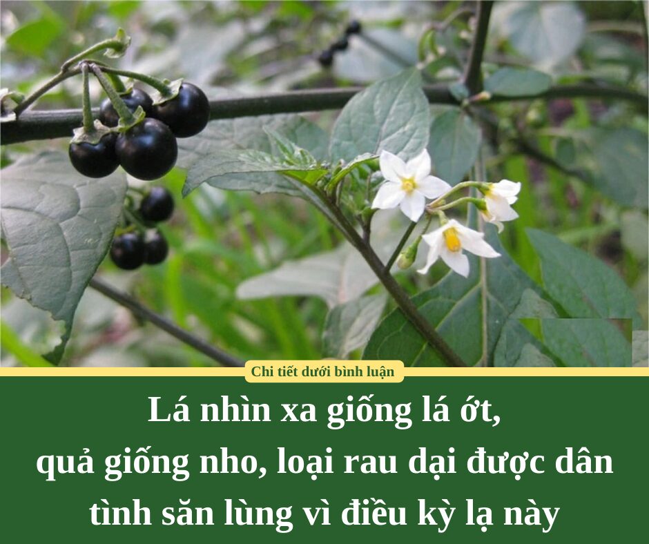 Lá nhìn xa giống lá ớt, quả giống nho, loại rau dại được dân tình săn lùng vì điều kỳ lạ này