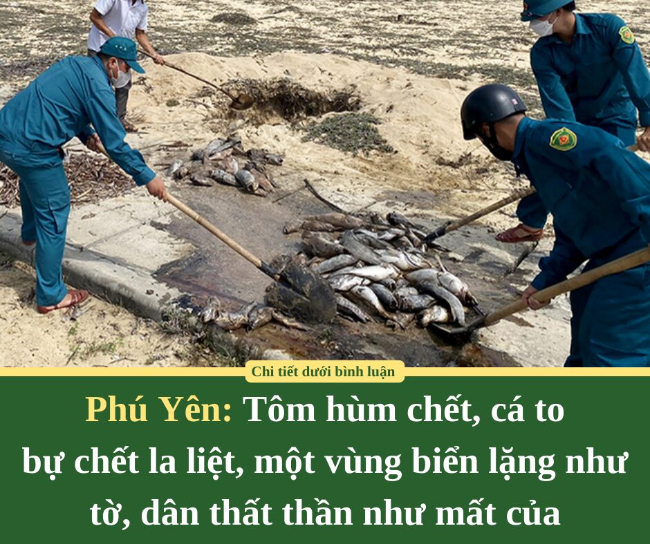 Tôm hùm chết, cá to bự chết la liệt, một vùng biển ở Phú Yên lặng như tờ, dân thất thần như mất của