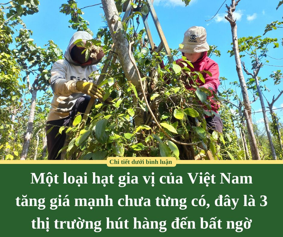 Một loại hạt gia vị của Việt Nam tăng giá mạnh chưa từng có, đây là 3 thị trường hút hàng đến bất ngờ