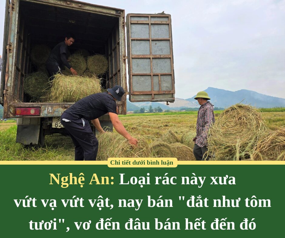 Loại rác này ở Nghệ An xưa vứt vạ vứt vật, nay bán “đắt như tôm tươi”, vơ đến đâu bán hết đến đó