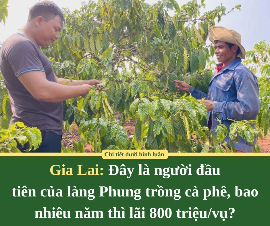 Đây là người đầu tiên của làng Phung ở Gia Lai trồng cà phê, bao nhiêu năm thì lãi 800 triệu/vụ?