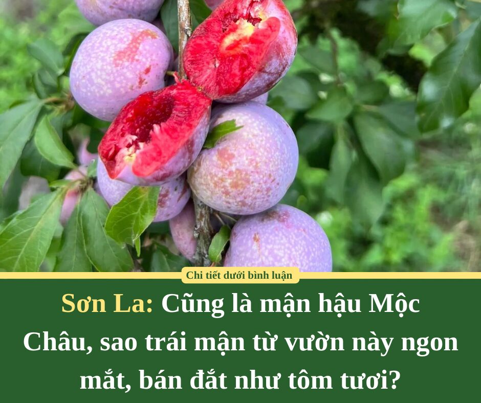 Cũng là mận hậu Mộc Châu ở Sơn La, sao trái mận từ vườn này ngon mắt, bán đắt như tôm tươi?