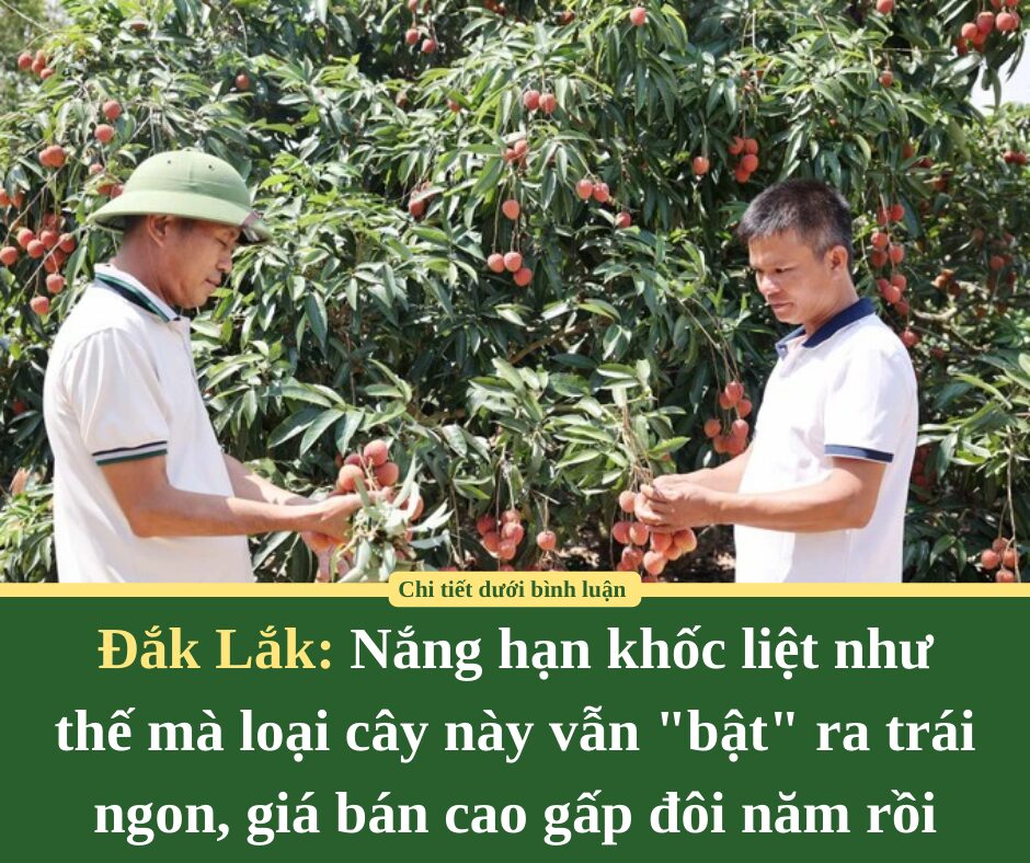 Nắng hạn khốc liệt như thế mà loại cây này ở Đắk Lắk vẫn “bật” ra trái ngon, giá bán cao gấp đôi năm rồi