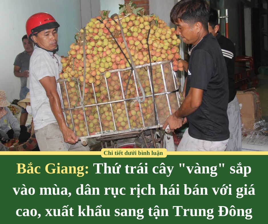 Thứ trái cây “vàng” sắp vào mùa, dân Bắc Giang rục rịch hái bán với giá cao, xuất khẩu sang tận Trung Đông