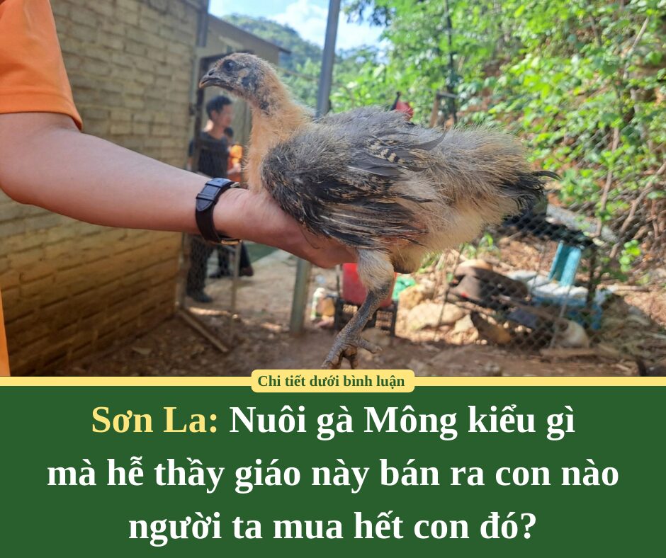 Nuôi gà Mông kiểu gì mà hễ thầy giáo này ở Sơn La bán ra con nào người ta mua hết con đó?