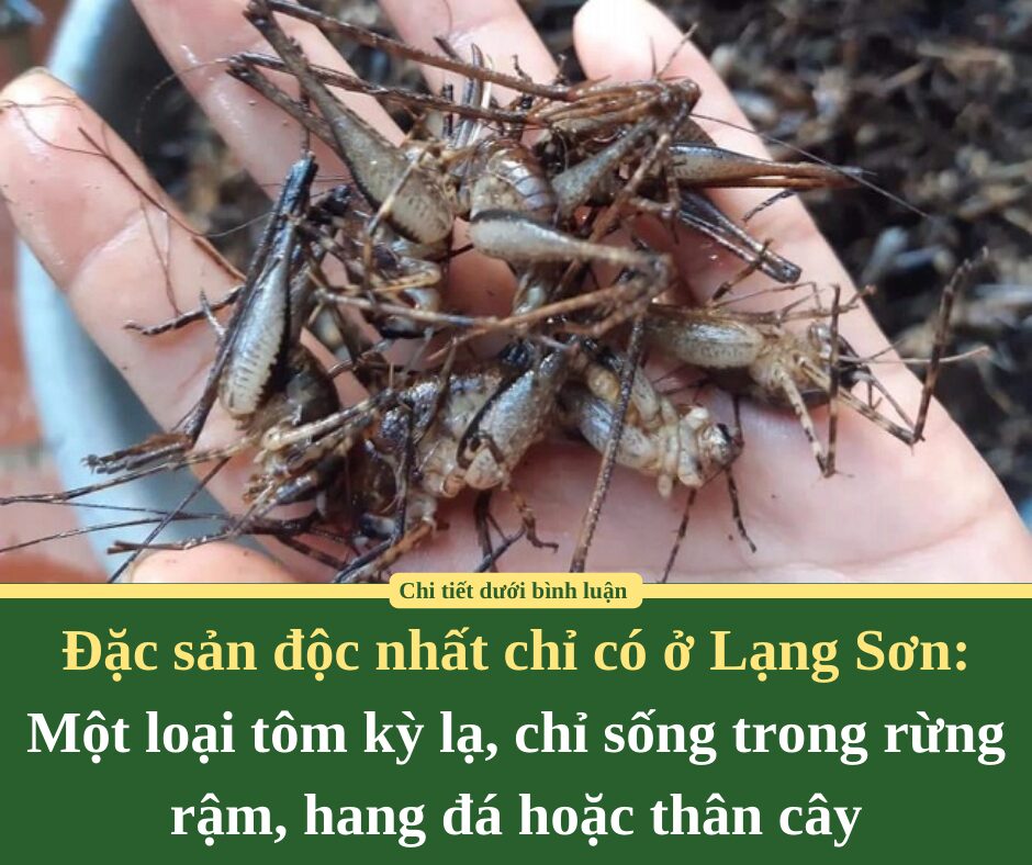 Đặc sản độc nhất chỉ có ở Lạng Sơn: Một loại tôm kỳ lạ, chỉ sống trong rừng rậm, hang đá hoặc thân cây