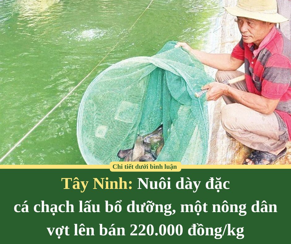 Nuôi dày đặc cá chạch lấu bổ dưỡng, một nông dân Tây Ninh vợt lên bán 220.000 đồng/kg