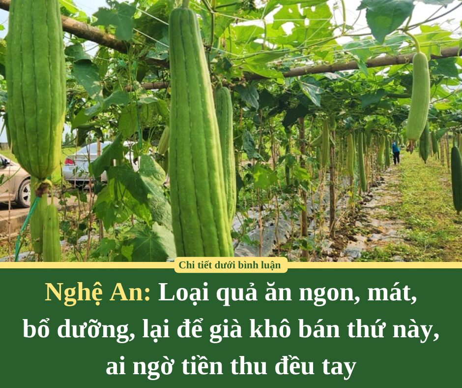 Loại quả ăn ngon, mát, bổ dưỡng, ở Nghệ An lại để già khô bán thứ này, ai ngờ tiền thu đều tay