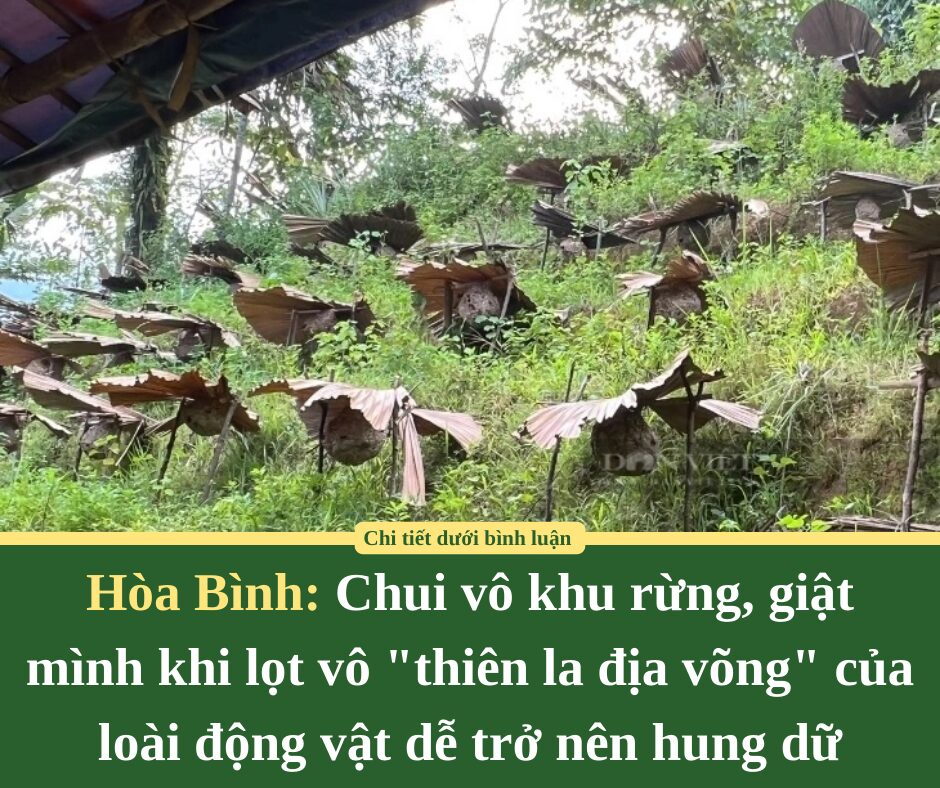 Chui vô khu rừng ở Hòa Bình, giật mình khi lọt vô “thiên la địa võng” của loài động vật dễ trở nên hung dữ