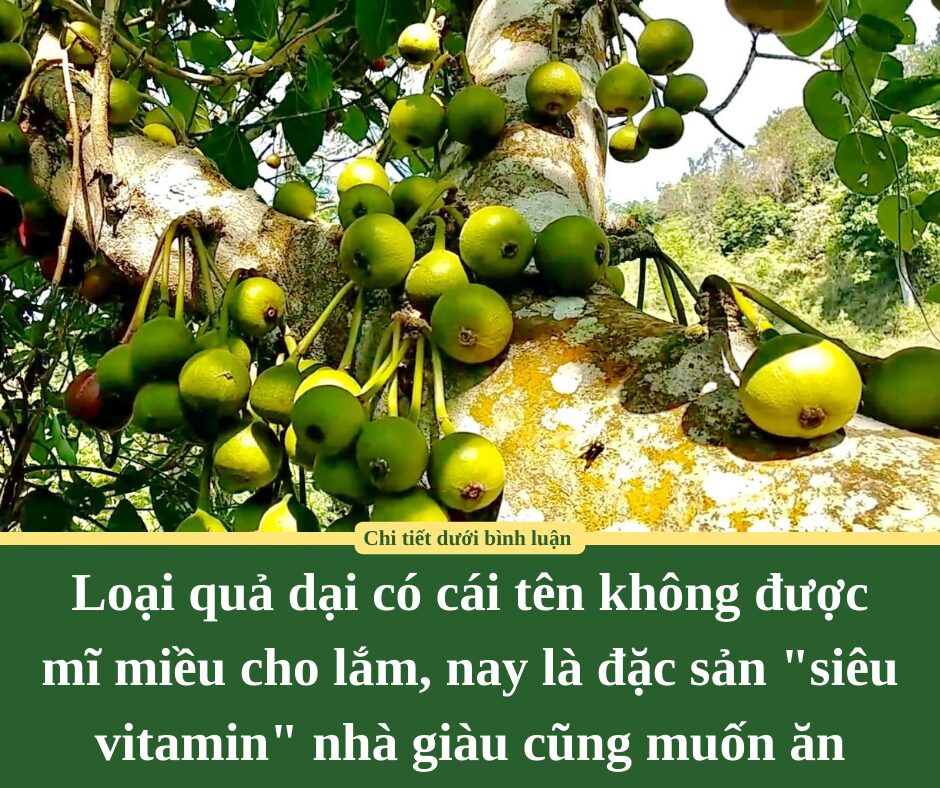 Loại quả dại có cái tên không được mĩ miều cho lắm, nay là đặc sản “siêu vitamin” nhà giàu cũng muốn ăn