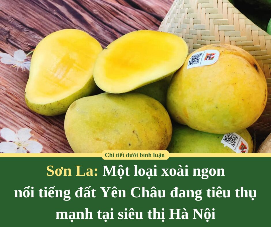 Một loại xoài ngon nổi tiếng đất Yên Châu của Sơn La đang tiêu thụ mạnh tại siêu thị Hà Nội