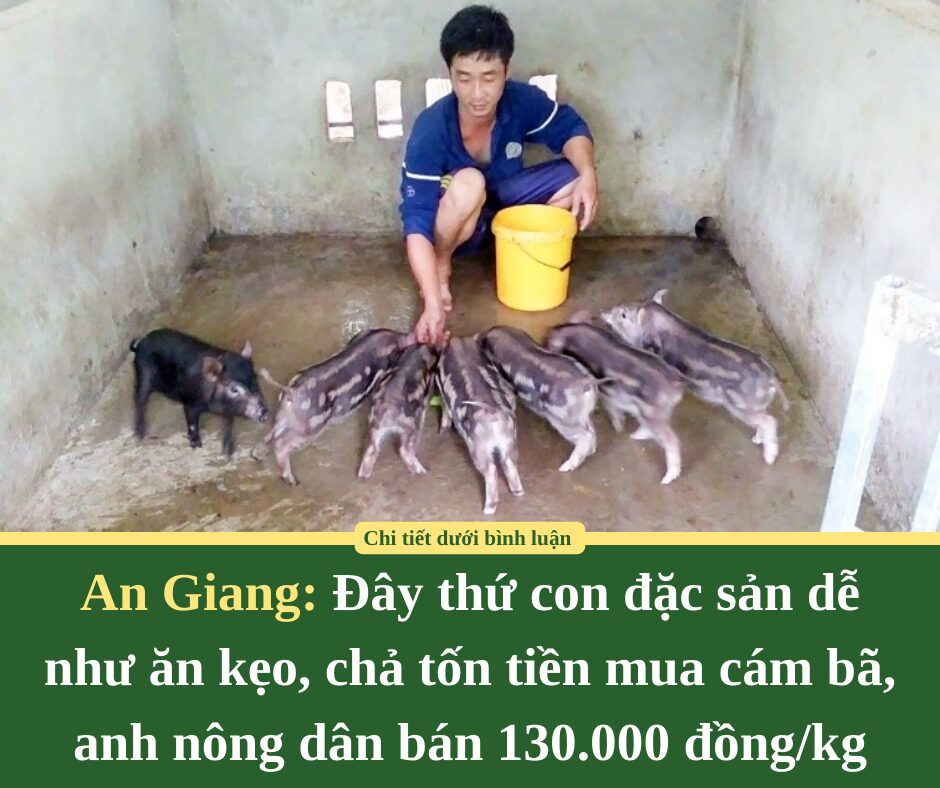 Đây thứ con đặc sản dễ như ăn kẹo, chả tốn tiền mua cám bã, anh nông dân An Giang bán 130.000 đồng/kg