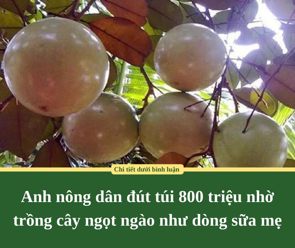 Anh nông dân đút túi 800 triệu nhờ trồng cây ngọt ngào như dòng sữa mẹ