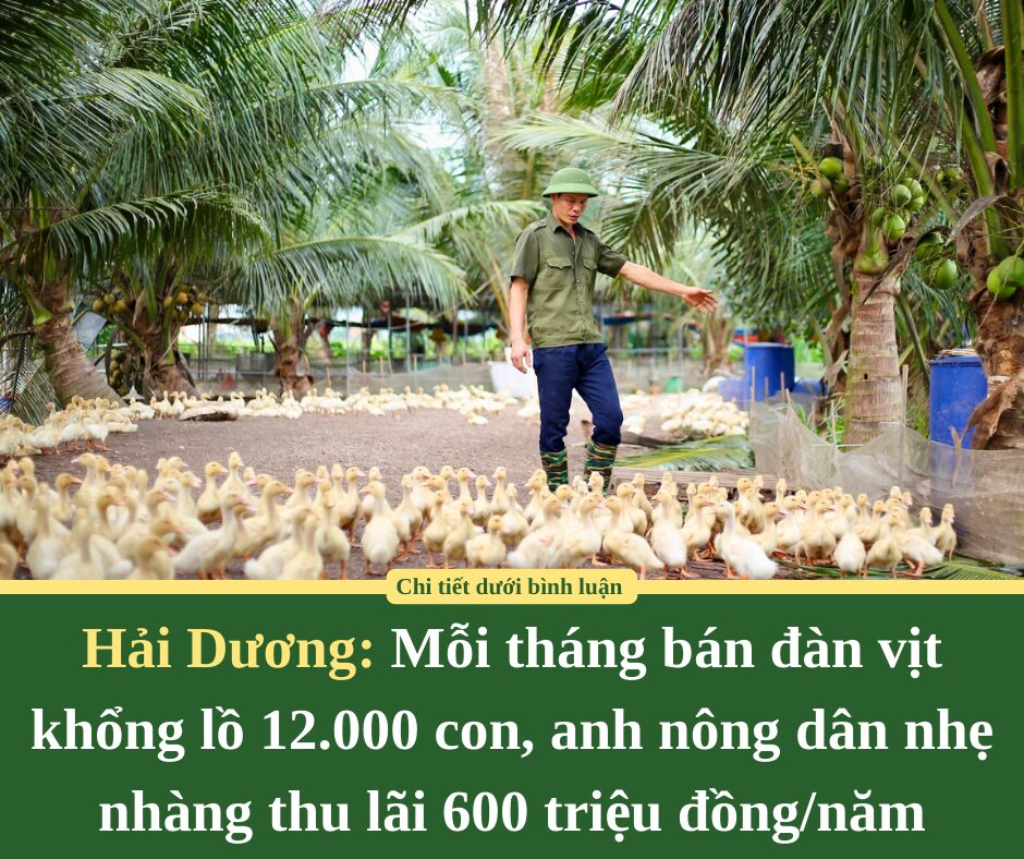 Mỗi tháng bán đàn vịt khổng lồ 12.000 con, anh nông dân Hải Dương nhẹ nhàng thu lãi 600 triệu đồng/năm