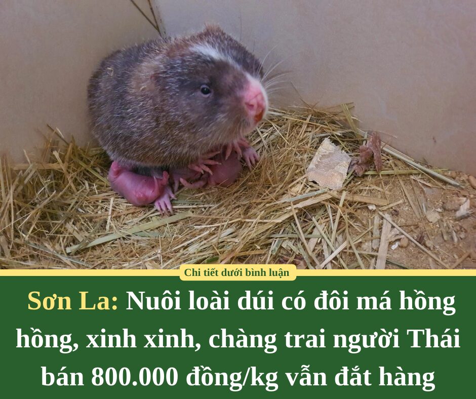 Nuôi loài dúi có đôi má hồng hồng, xinh xinh, chàng trai người Thái ở Sơn La bán 800.000 đồng/kg vẫn đắt hàng