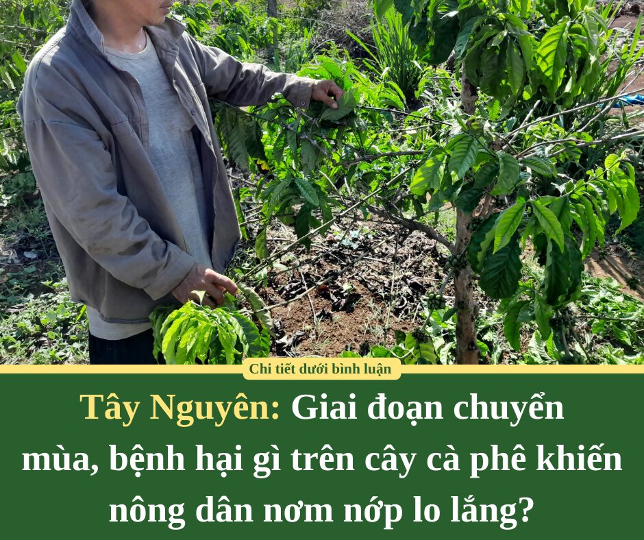 Giai đoạn chuyển mùa, bệnh hại gì trên cây cà phê khiến nông dân Tây Nguyên nơm nớp lo lắng?