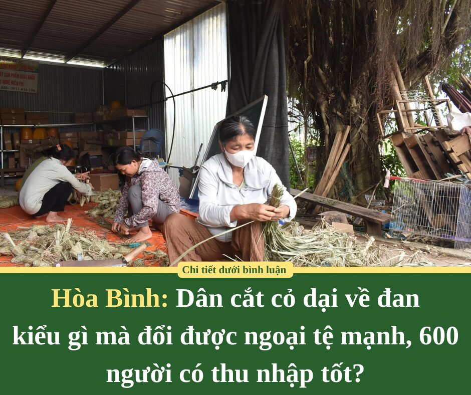 Xã này ở Hòa Bình, dân cắt cỏ dại về đan kiểu gì mà đổi được ngoại tệ mạnh, 600 người có thu nhập tốt?