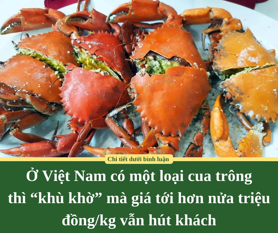 Ở Việt Nam có một loại cua trông thì “khù khờ” mà giá tới hơn nửa triệu đồng/kg vẫn hút khách