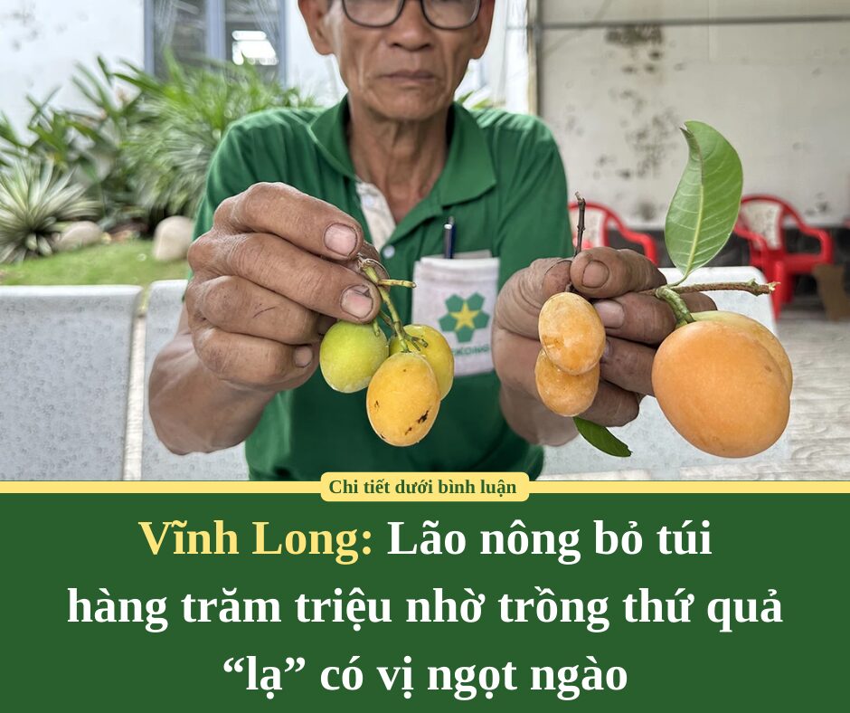 Lão nông bỏ túi hàng trăm triệu nhờ trồng thứ quả “lạ” có vị ngọt ngào