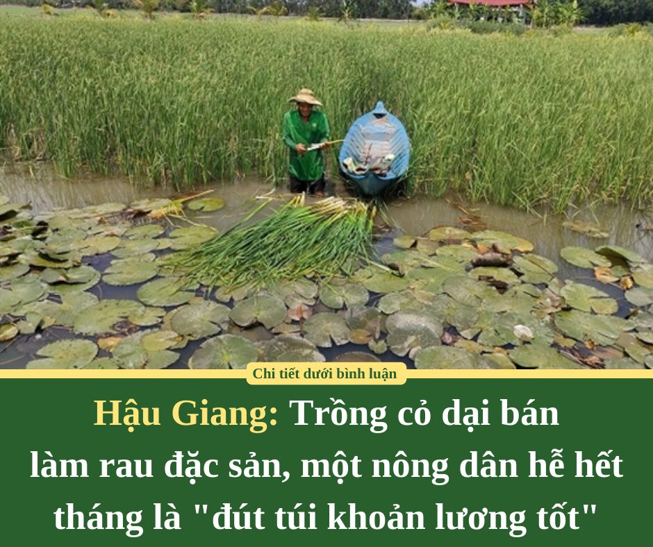 Trồng cỏ dại bán làm rau đặc sản, một nông dân Hậu Giang hễ hết tháng là “đút túi khoản lương tốt”