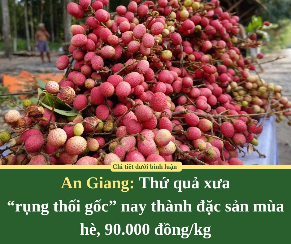 Thứ quả xưa “rụng thối gốc” nay thành đặc sản mùa hè, 90.000 đồng/kg