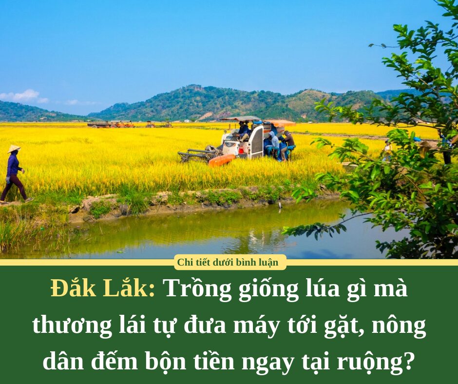 Trồng giống lúa gì mà thương lái tự đưa máy tới gặt, nông dân Đắk Lắk đếm bộn tiền ngay tại ruộng?