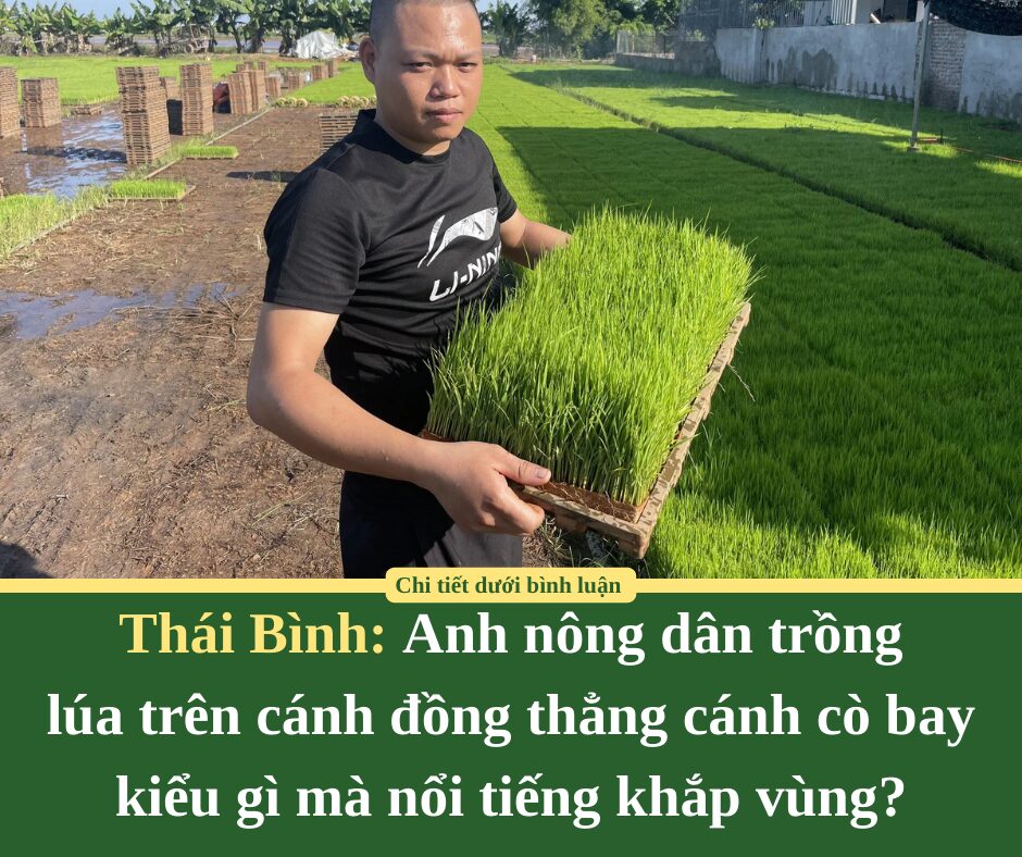 Anh nông dân trồng lúa trên cánh đồng thẳng cánh cò bay ở Thái Bình kiểu gì mà nổi tiếng khắp vùng?