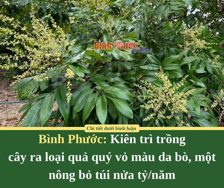 Kiên trì trồng cây ra loại quả quý vỏ màu da bò, một nông Bình Phước bỏ túi nửa tỷ/năm