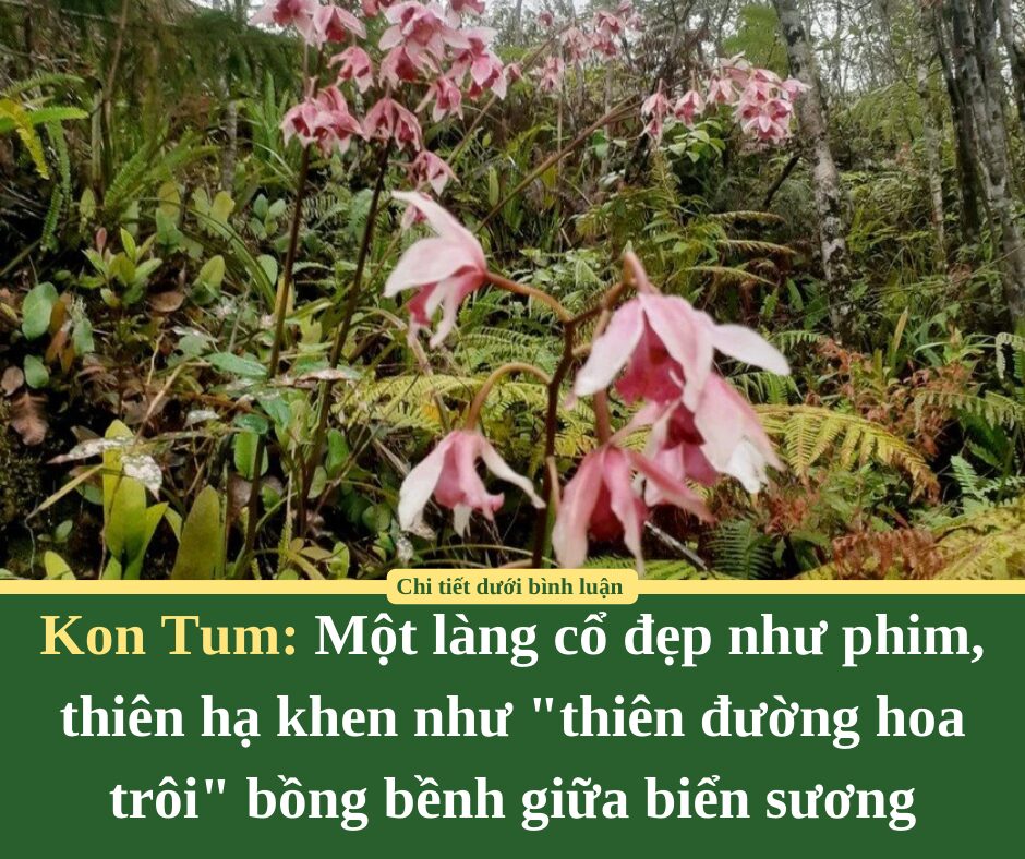 Một làng cổ đẹp như phim ở Kon Tum, thiên hạ khen như “thiên đường hoa trôi” bồng bềnh giữa biển sương