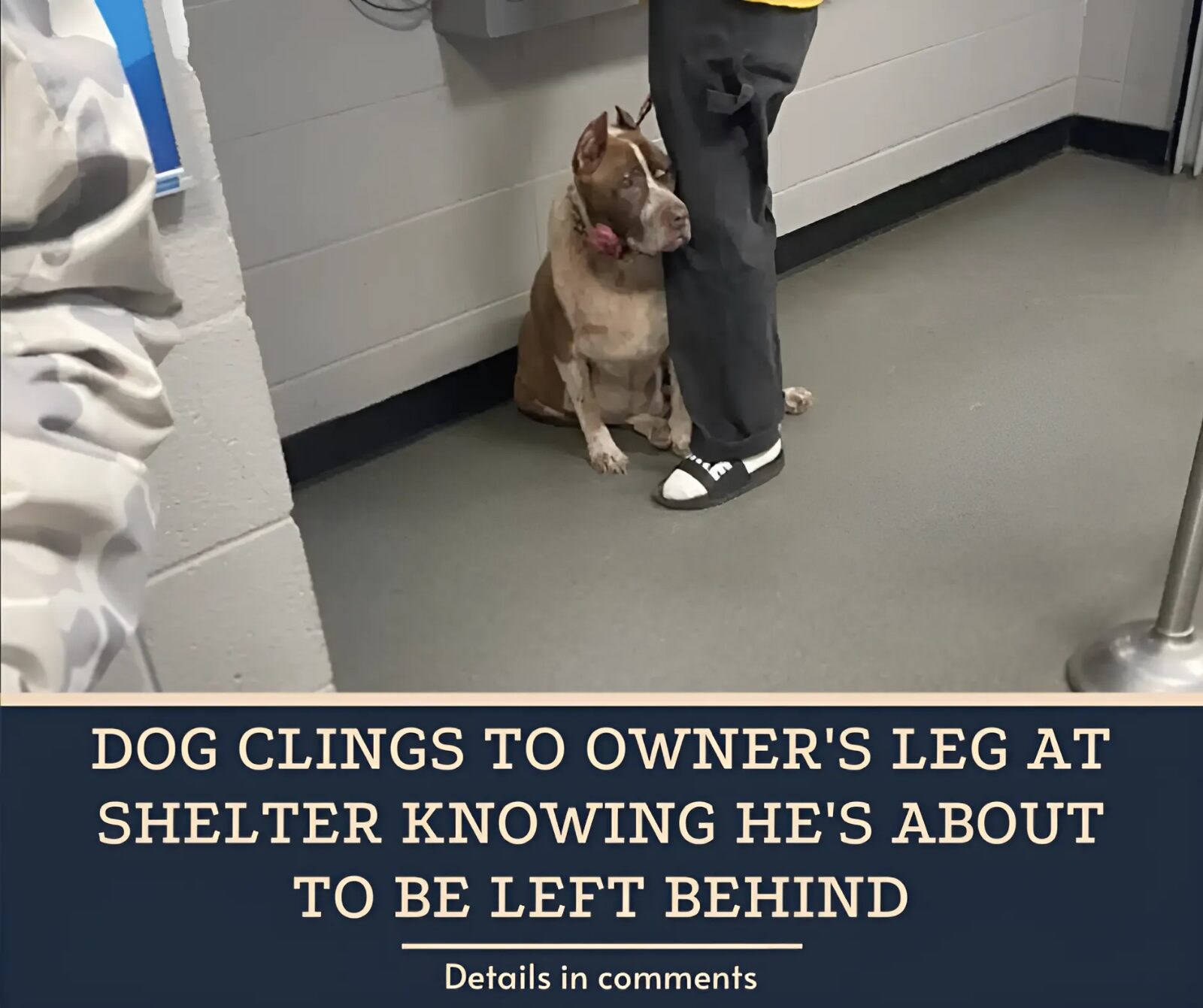 Dog Clings To Owner’s Leg At Shelter Knowing He’s About To Be Left Behind